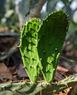 Cactus or rabbit ears?